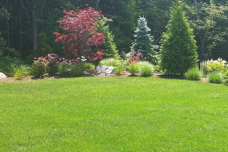 Lush green fertilized lawn